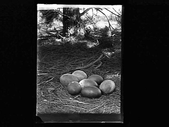 Seven eggs on ground.