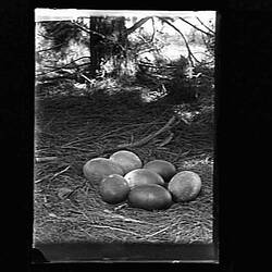 Glass Negative - Emu Nest, by A.J. Campbell, Australia, circa 1890