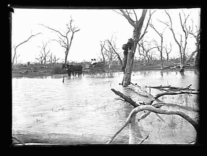 Man in tree partially submerged by water.