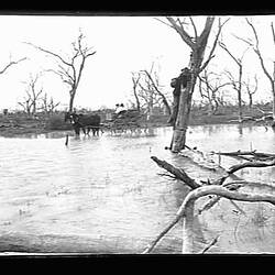Glass Negative - Man Retrieving Teal's Nest from Hollow of Flooded Tree, by A.J. Campbell, Victoria, circa 1895