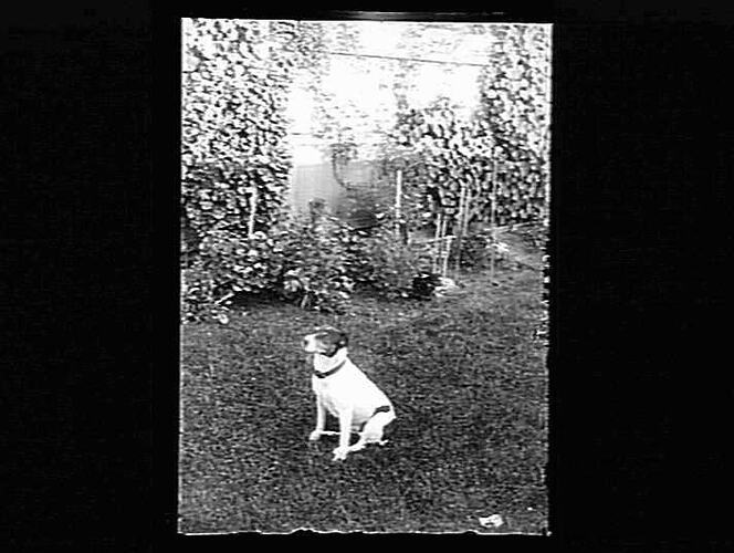 Dog sitting in garden.