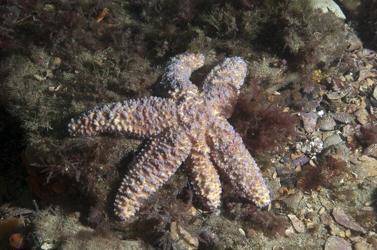 <em>Uniophora granifera</em>, Five-armed Seastar. Portsea Pier, Port Phillip, Victoria.