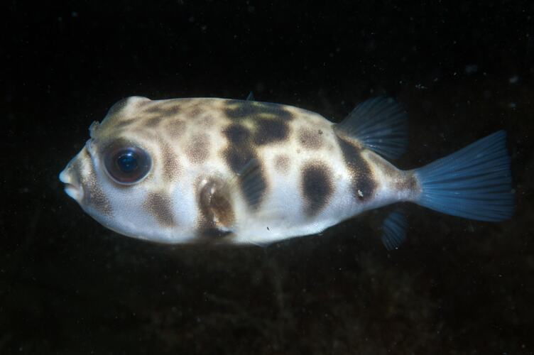 <em>Contusus brevicaudus</em>, Prickly Toadfish. St Leonard's Jetty, Port Phillip, Victoria.