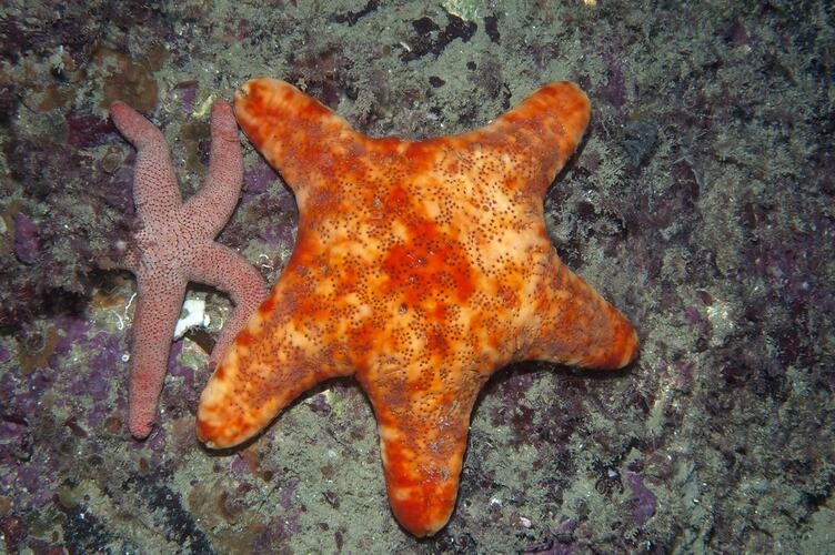 An orange Velvet Seastar on reef.