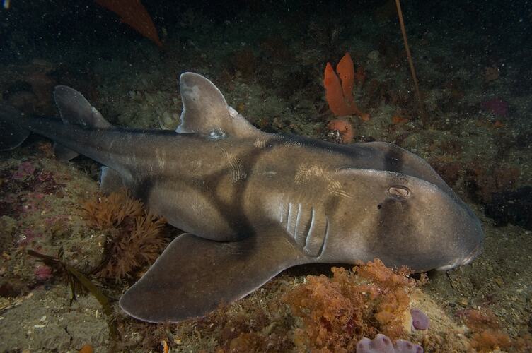 <em>Heterodontus portusjacksoni</em>, Port Jackson Shark. Wilsons Promontory National Park, Victoria.
