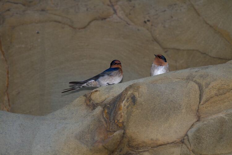 Two Welcome Swallow sitting on a ledge of a cliff.