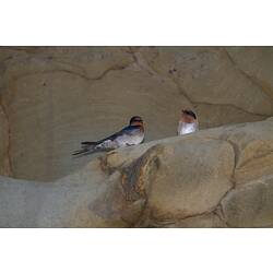 Two Welcome Swallow sitting on a ledge of a cliff.