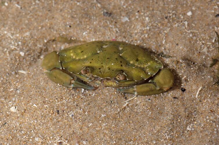 Olive-green coloured crab partly buried in sand.