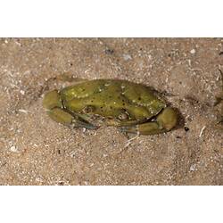 Olive-green coloured crab partly buried in sand.