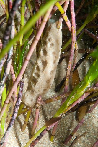 Phylum Porifera, sponge. Bunurong Marine National Park, Victoria.