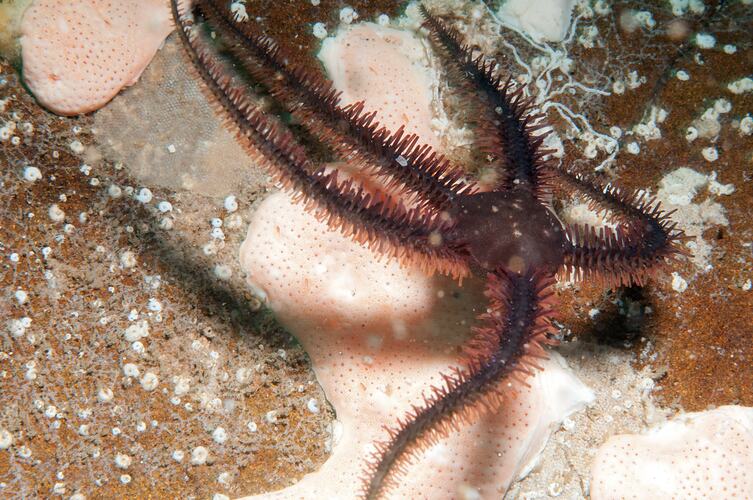 <em>Clarkcoma canaliculata</em>, Brittle Star. Bunurong Marine National Park, Victoria.