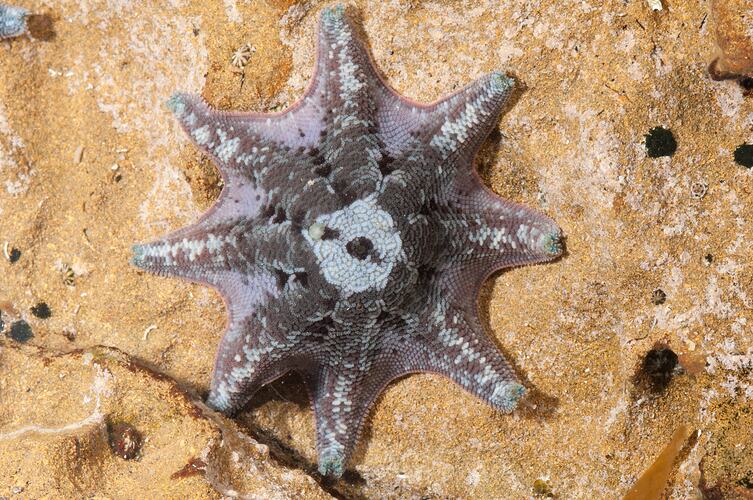 <em>Meridiastra calcar</em>, seastar. Bunurong Marine National Park, Victoria.