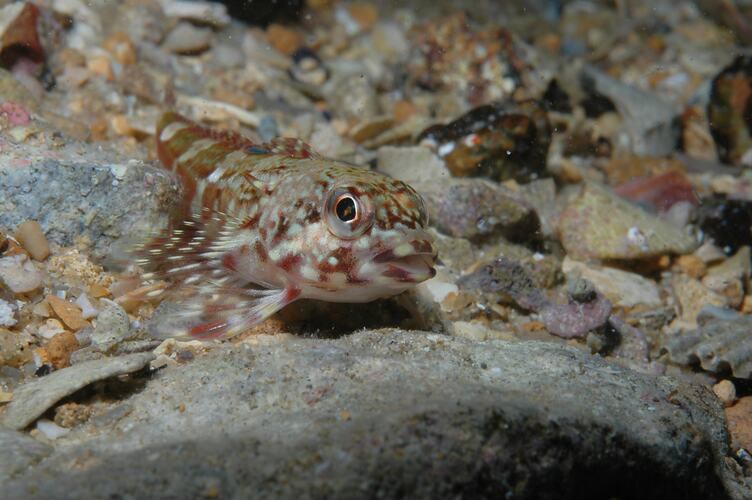 <em>Bovichtus angustifrons</em>, Dragonet. Portsea Pier, Port Phillip, Victoria.
