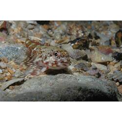<em>Bovichtus angustifrons</em>, Dragonet. Portsea Pier, Port Phillip, Victoria.
