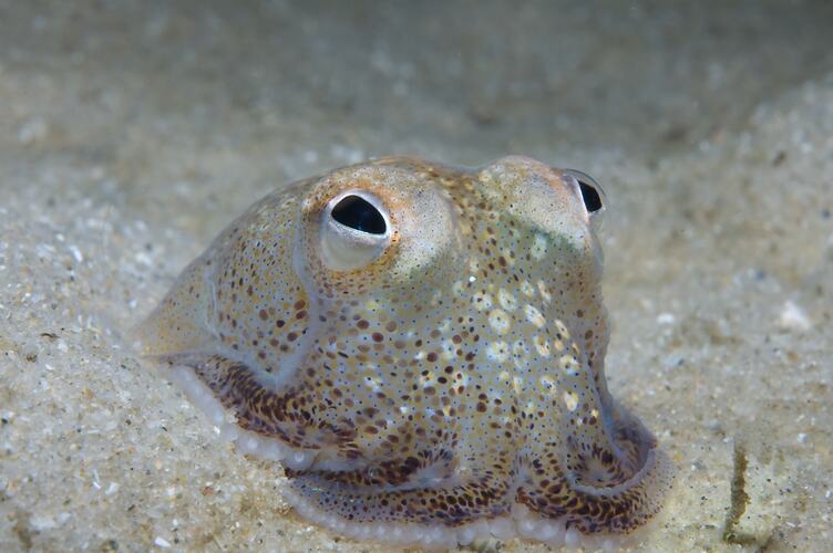 <em>Sepiadarium austrinum</em>, Southern Bottletail Squid. Rye Pier, Port Phillip, Victoria.