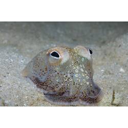 <em>Sepiadarium austrinum</em>, Southern Bottletail Squid. Rye Pier, Port Phillip, Victoria.