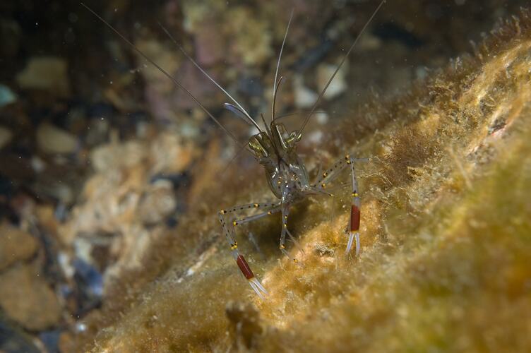 <em>Palaemon serenus</em>, Red-handed Shrimp. Ricketts Point , Port Phillp, Victoria.