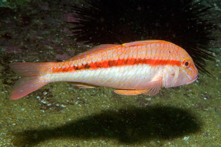 <em>Upeneichthys vlamingii</em>, Bluespotted Goatfish. Beware Reef, Victoria.