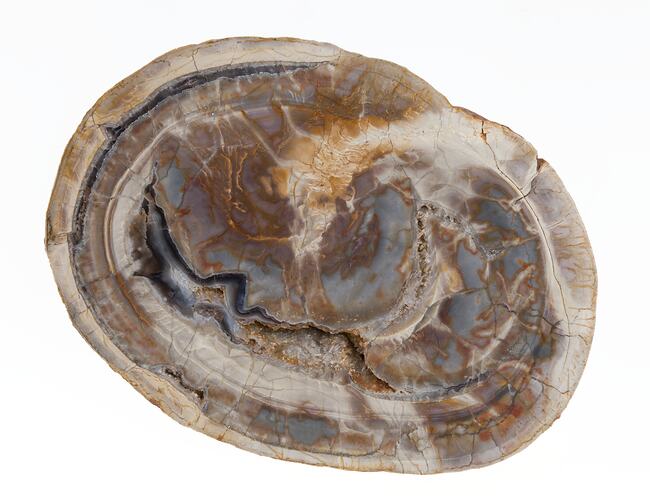 Cross section of agate with swirls of cream and brown.