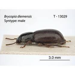 Beetle specimen, lateral view.