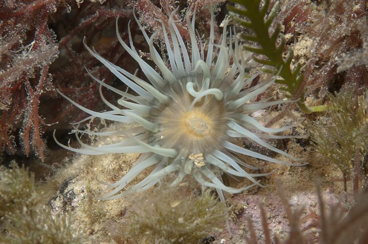 Class Anthozoa, anemone. St Leonards Jetty, Port Phillip, Victoria.