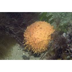 Spherical yellow sponge on seabed.