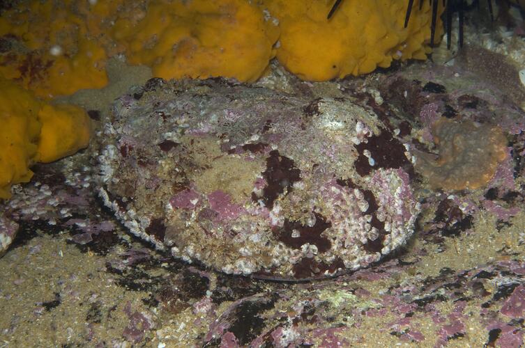 <em>Haliotis rubra</em>, Black-lipped Abalone. Beware Reef, Victoria