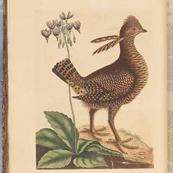 Brown patterned bird with a purple flowering plant in the background.