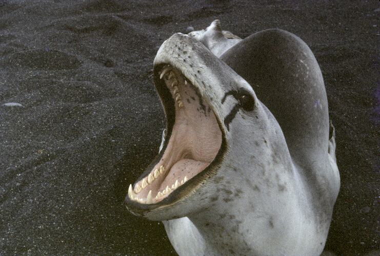 Leopard Seal,  Macquarie Island, Tasmania, 1961