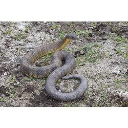 <em>Notechis scutatus</em>, Tiger Snake. Budj Bim Cultural Heritage Landscape, Victoria.
