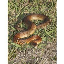 Copper coloured snake on grass.