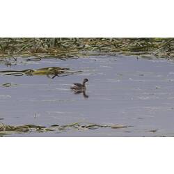 Small brown bird on lake with acquatic vegetation.