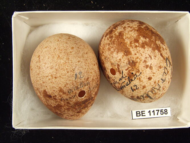 Two bird eggs with specimen label in box.