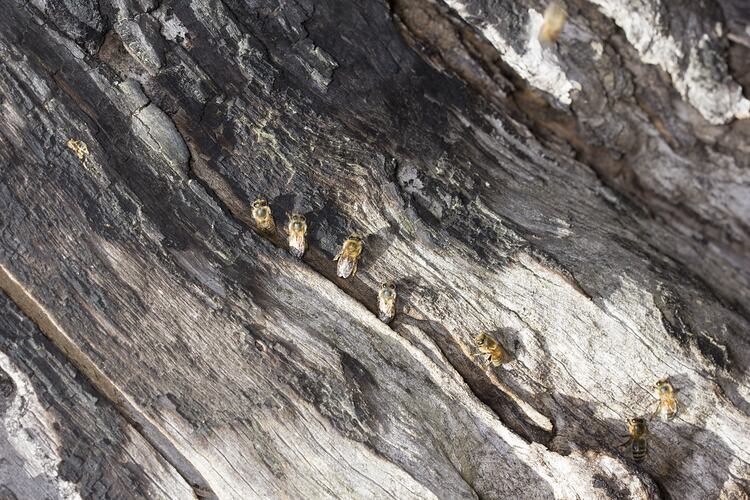 <em>Apis mellifera</em>, European Honey Bee. Black Range State Forest, Victoria.
