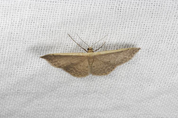<em>Idaea costaria</em>, Geometrid moth. Grampians National Park, Victoria.