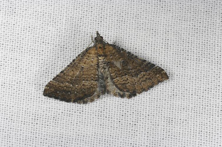 <em>Chrysolarentia trygodes</em>, moth. Grampians National Park, Victoria.