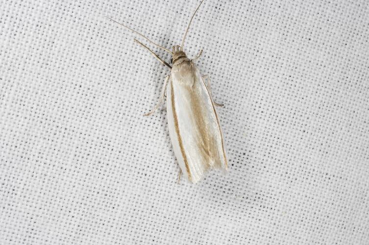 <em>Xylorycta strigata</em>, moth. Grampians National Park, Victoria.