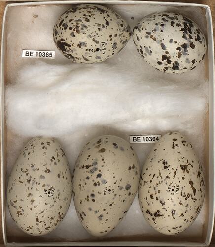 Five bird eggs with specimen labels in box.