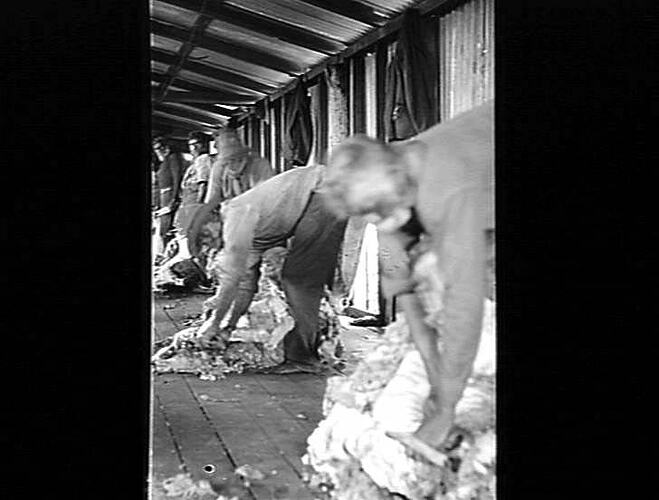 Negative - Aboriginal Shearers, Mardie Station