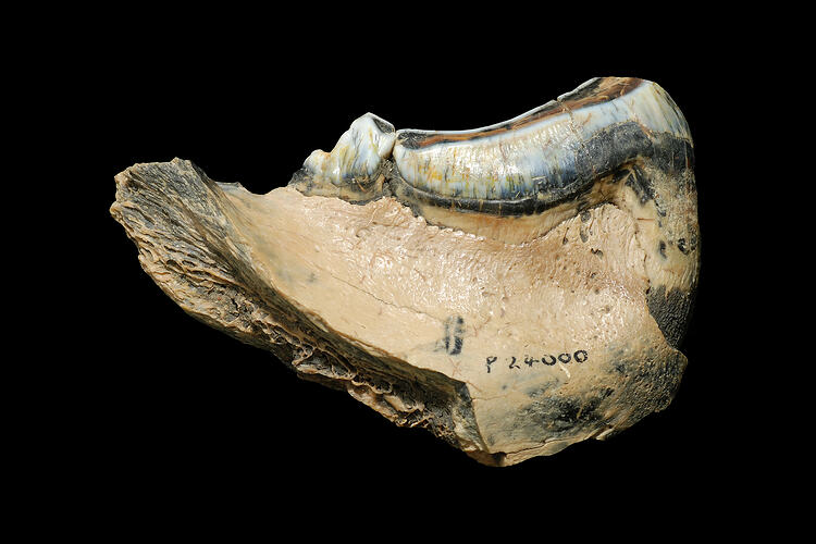 Fossil jaw fragment with large bladed tooth.