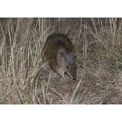 Bandicoot in tall grass.