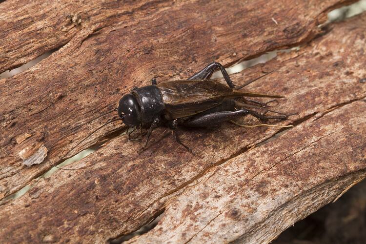 A Black Field Cricket, on brown bark.