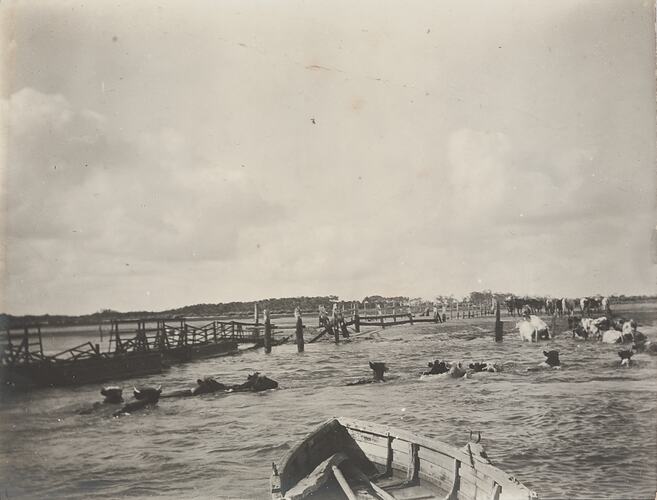 Cattle swimming to an island. Row of wooden fencing half-submerged to the left. Photograph is taken from a wooden boat.