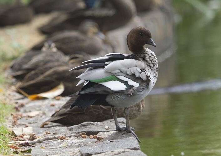 Grey duck standing beside water ruffling its feathers.