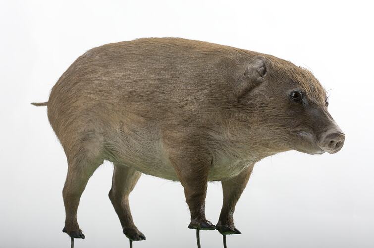 Taxidermied pig specimen with greyish fur.