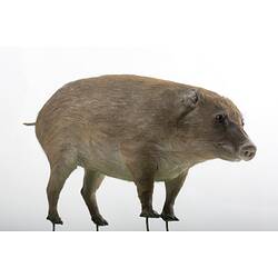 Taxidermied pig specimen with greyish fur.