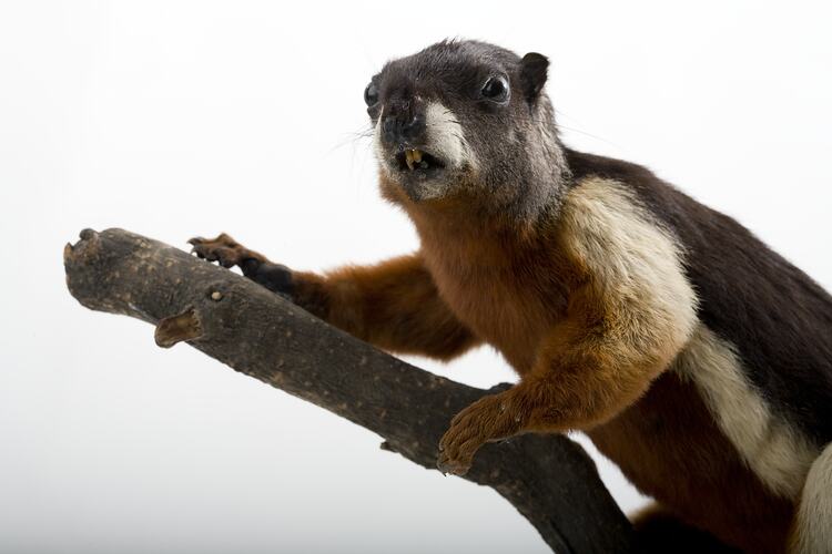 Black red and white taxidermied squirrel specimen on branch.