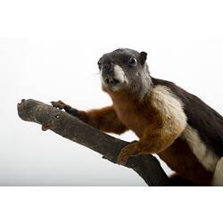 Black red and white taxidermied squirrel specimen on branch.