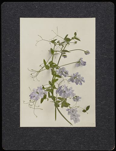 Still life of white sweet pea flowers.