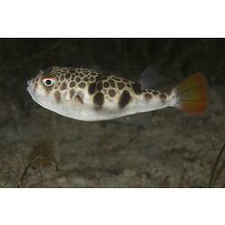 Side view of cream and brown mottled fish.